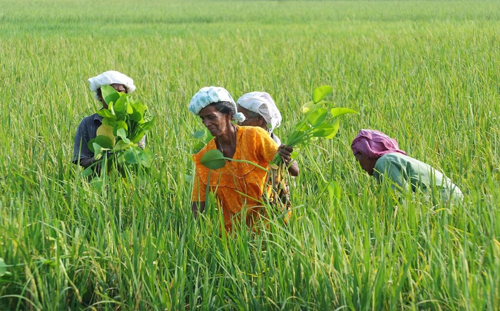 Returns from Group Farming: A Case Study of Kudumbashree Women’s ...