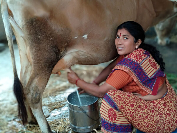 A woman milking her cattle