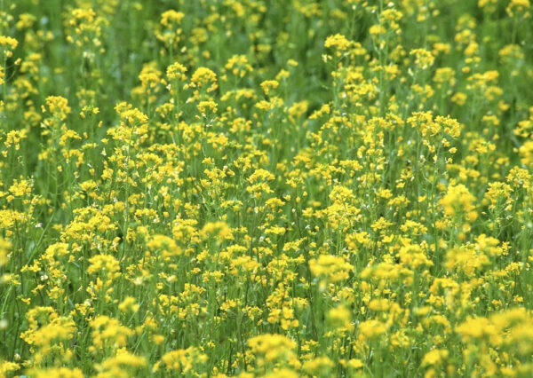 Mustard field with yellow flowers