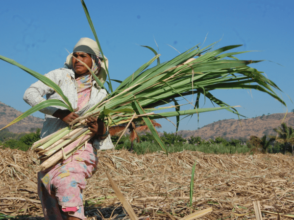 Trends in Costs and Incomes from
Crop Production in India