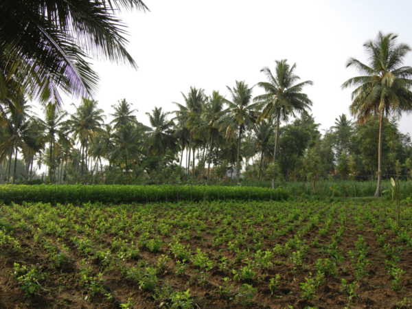 Oral History Project on Agricultural Scientist....