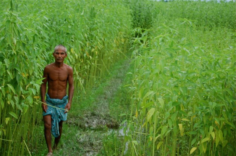 Small-Scale Farming in Indian Agriculture